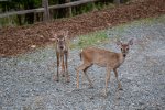 Sometimes our four legged friends pay us a visit